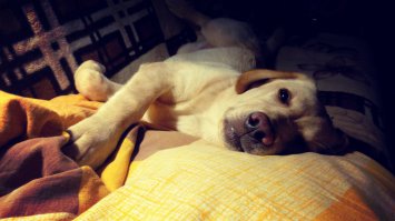 22 причины, почему лабрадоры самые милые существа на свете