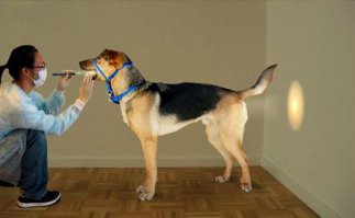21 фото животных, которые ведут себя как девушки и наоборот