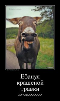 Зеленая лужайка без единой капли воды  