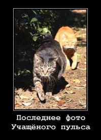 Первый фотоаппарат для собак, делающий снимки при учащении пульса