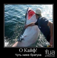 Акула, которая любит, когда ей чешут брюшко