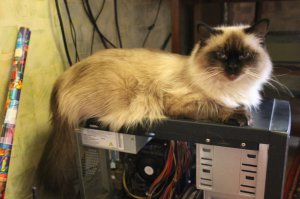 ХА, забавно.
У меня почти такая же мамка с таким сынком есть