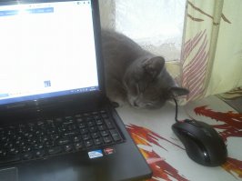 ХА, забавно.
У меня почти такая же мамка с таким сынком есть