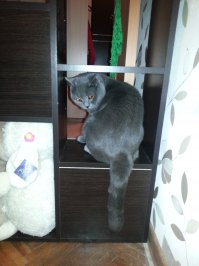 вот мой альфа кот