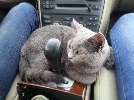 вот мой альфа кот