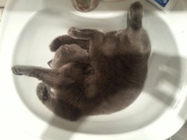 вот мой альфа кот
