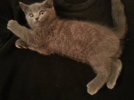 вот мой альфа кот