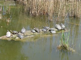 У нас в городе в парке недавно сфотал: