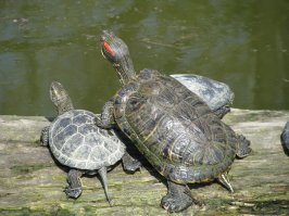 У нас в городе в парке недавно сфотал: