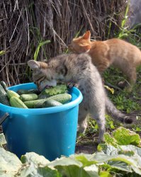 Задолбали вы со своим сухим кормом!