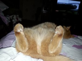 16 котят, которые сыты по горло этим жестоким миром