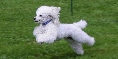 Первый фотоаппарат для собак, делающий снимки при учащении пульса