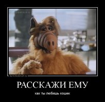 16 котят, которые сыты по горло этим жестоким миром