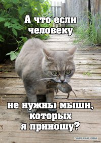 Котейка2