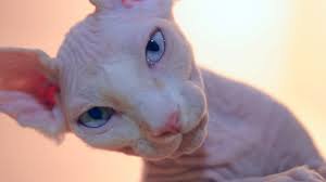 16 котят, которые сыты по горло этим жестоким миром