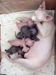 16 котят, которые сыты по горло этим жестоким миром