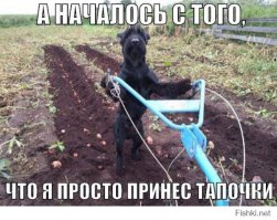 13 животных, которые только и делают, что развлекаются