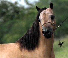 Тока они стоют, примерно как "взрослые" спортивные (от десятков тыщ, причем, не рублей)
Да и ухода/работы требуют не сильно меньше...