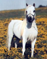 От породы (и цены) зависит.
Самые дорогие (типа Американской миниатюрной лошади) выглядят как... лошади