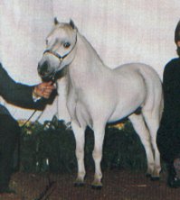 ... а вот он же, рядом с человеком (ставлю для сравнения роста, чтоб было видно, что это таки миниатюрная лошадь)