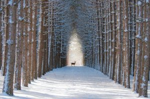 20 потрясающих фотографий в стиле минимализма 