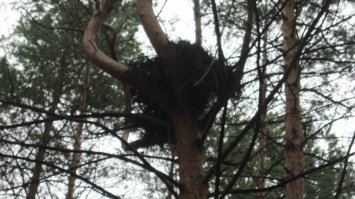 В прошлом году за грибами ходили, в лесу наткнулась на огромное гнездо.