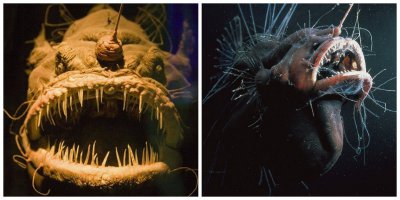 мне одному кажется, или это одна и та же рыба?