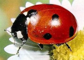 Напоминает