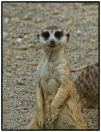 Солнечные ангелы пустыни