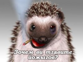 Ёжики это наше всё!!!