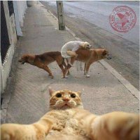 13 животных, которые только и делают, что развлекаются