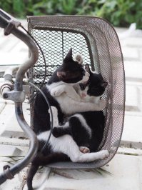 Мебель для животных — идеи дизайна интерьера