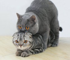 Афтору котиков!
Двух и без лампы.