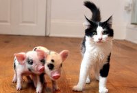 Минипиги милее. И меньше :)