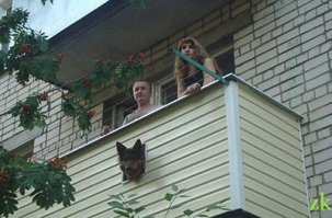 Мебель для животных — идеи дизайна интерьера