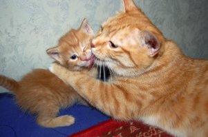 Быть настоящей Мамой