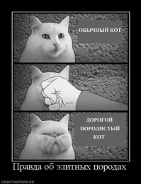 17 котов с плоскими мордами и разбитыми мечтами