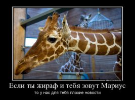 а потом жирафа зарезали и разделали на глазах публики. Двуличные ублюдки, лживые слезы.