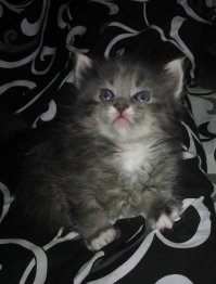 Милые котята зевают