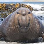 Моя лыба все-равно больше :)