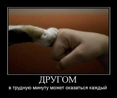 Спасенный кот заботится о животных