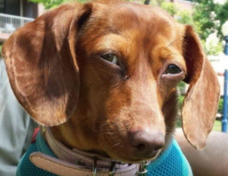 Чой то они курят...