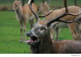 как-то уже кидала на фишки эту мордаху. тут тоже в тему пойдет