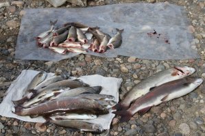 час на реке (Енисей)