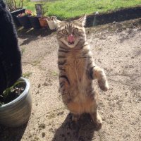 Неудачные фотографии животных