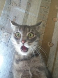 Неудачные фотографии животных