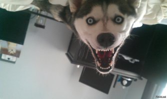 20 собак, которые не знают, как нужно улыбаться