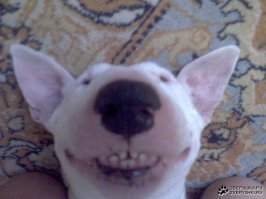 20 собак, которые не знают, как нужно улыбаться