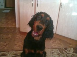 моя собака-улыбака)))