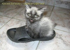 11 котов, одержимых обувью 